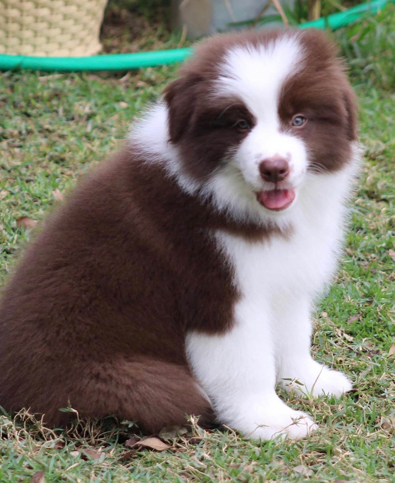 Loki