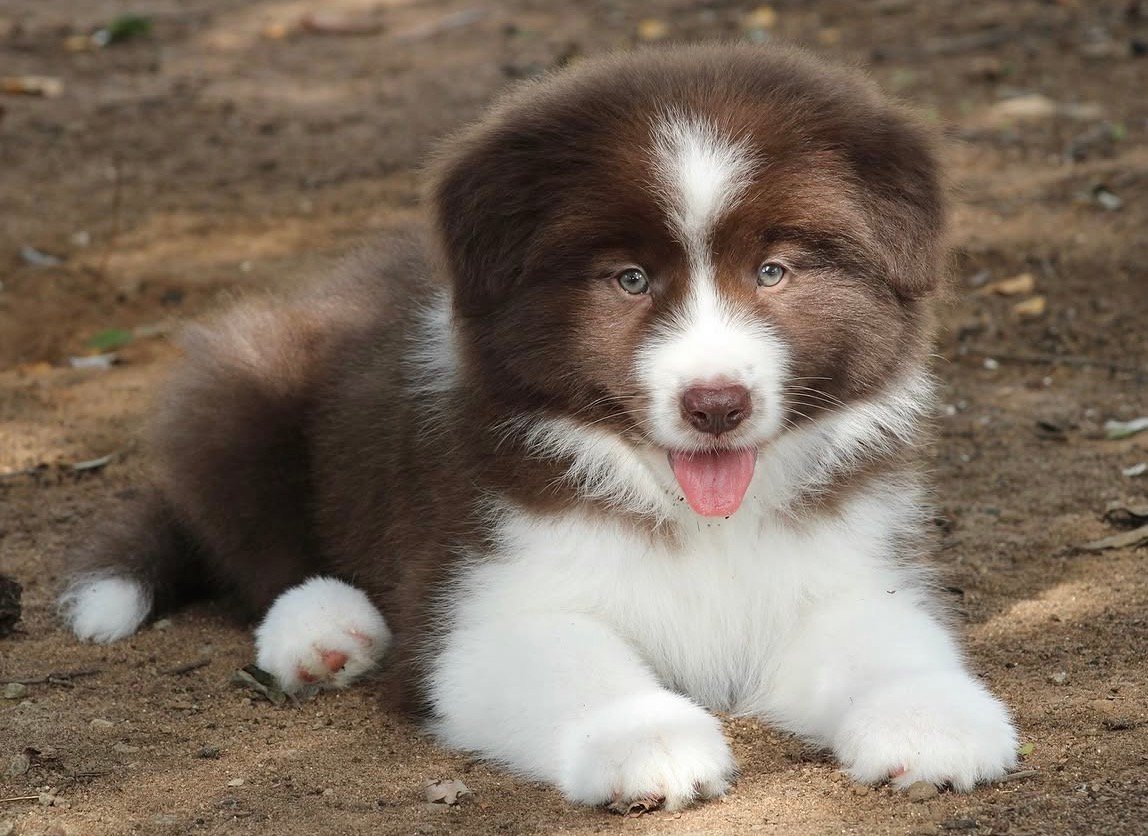 Milo