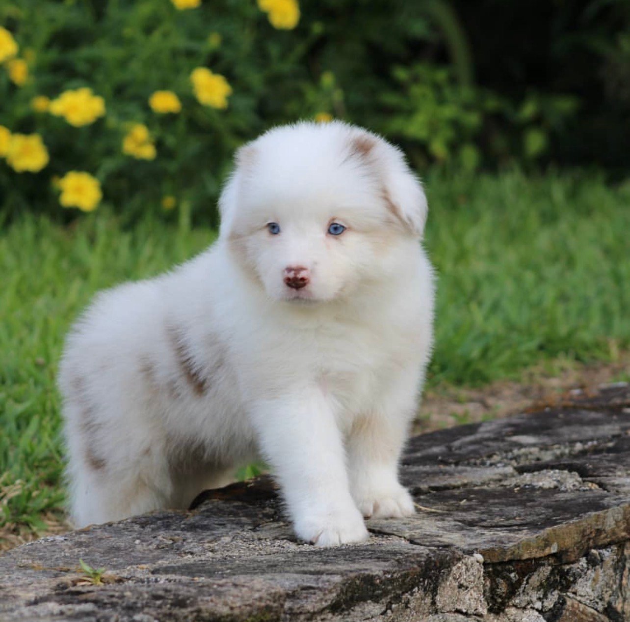 Nala